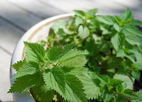 Sustainable fertilizer: Nettle tea potted stinging nettles urtica dioica and spider
