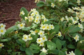 Primula vulgaris (13/04/2014, Torquay, Devon)