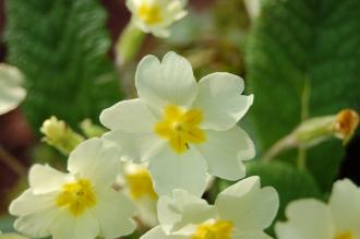 Primula vulgaris Flower (13/04/2014, Torquay, Devon)