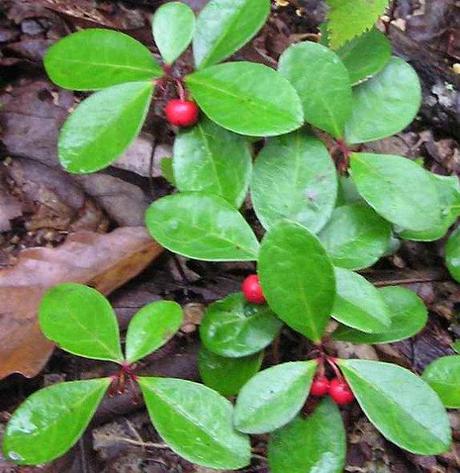 Live Wintergreen Teaberry Plants for Garden, Terrarium, Fairy Garden