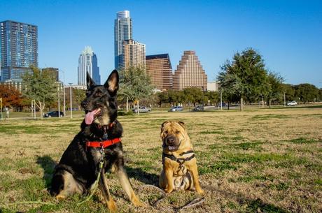 Why Austin Texas Became Our Go To Pet Friendly Destination – Amy Burkert Pet Friendly Austin