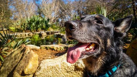 Why Austin Texas Became Our Go To Pet Friendly Destination – Amy Burkert DSC00970