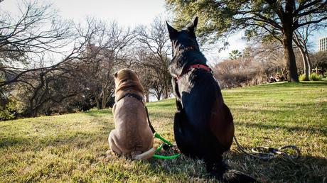Why Austin Texas Became Our Go To Pet Friendly Destination – Amy Burkert DSC04512