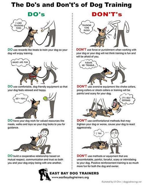 Top Six Dog Housetraining Rules