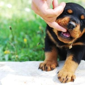 puppy play-bite