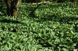 Allium ursinum (14/04/2014, Torquay, Devon)