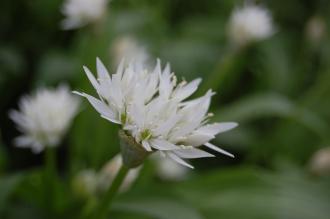 Allium ursinum Flower (19/04/2014, Kew Gardens, London)