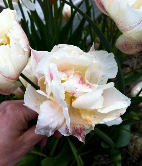May Day, May Day! (and... Link-up) May Day, May Day! (and... Link-up)