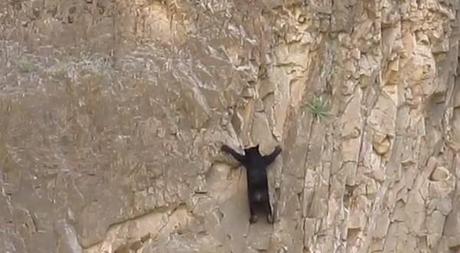 rock-climb-bear