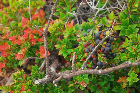 wild berries at mount apo