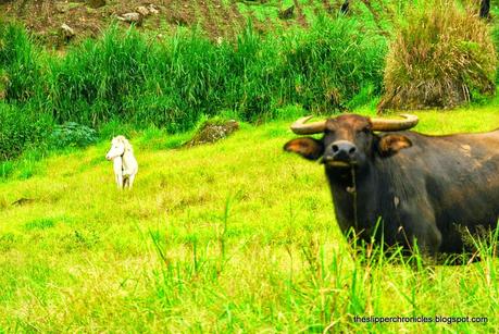 Trekking to Mount Apo