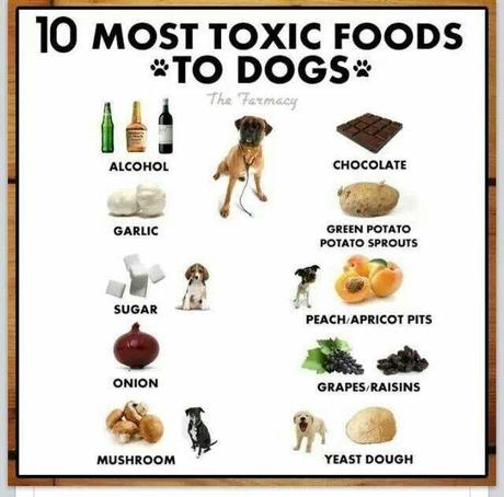 What to Do When Dog Ingests Poison?