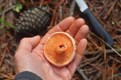Tips for mushroom season...