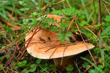 Tips for mushroom season...