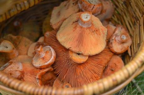 Tips for mushroom season...