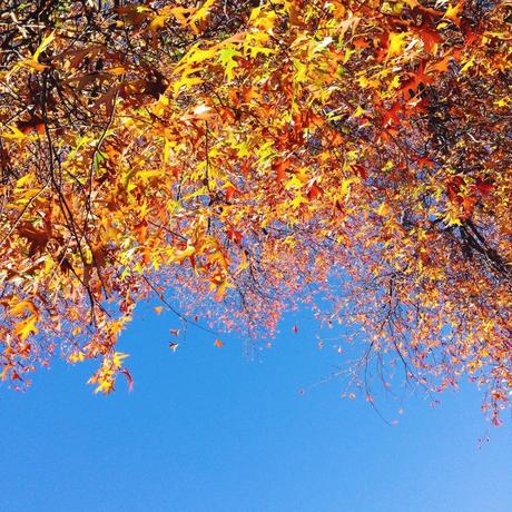 autumn leaves and blue skies