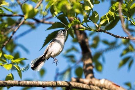 Blue-gray-Gnatcatcher-Leaping-into-the-Air