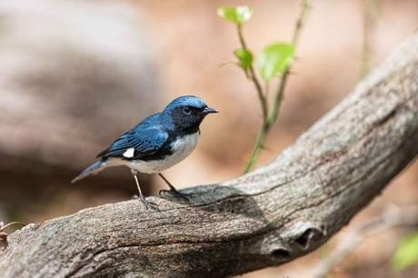 Black-throated-Blue-Warbler