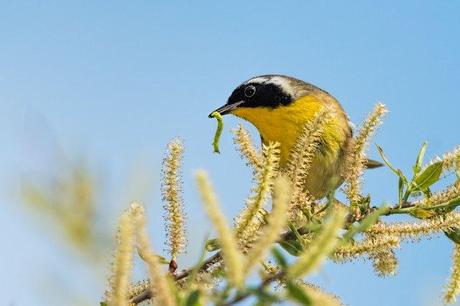 Common-Yellow-throat-Warbler-with-Worm