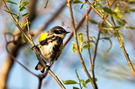 Yellow-rumped-Warbler