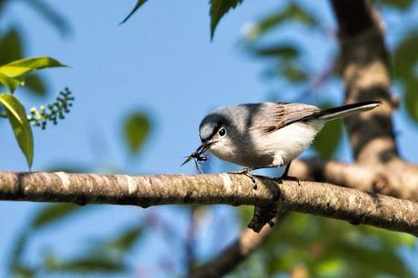 Blue-gray-Gnatcatcher-with-Insect