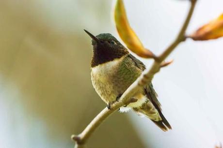 Ruby-throated-Hummingbird 2