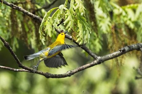 Prothonotary-Warbler-Leaping-into-the-Air