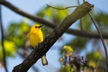 Prothonotary-Warbler-2