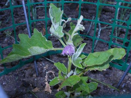 My eggplant is safe from the bunnies and is growing very well.  It has one flower open with a few others getting ready to bloom.