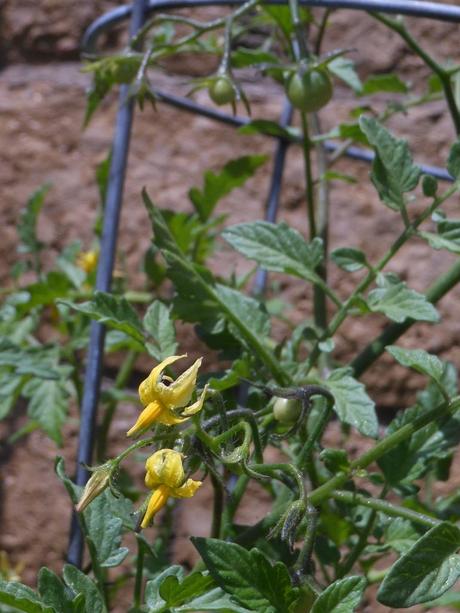 A Surprise Harvest And Spaghetti Squash Success! And here's the other. This is a cherry tomato plant, and I was a bit worried it was going to just produce flowers and no fruit. I was quite pleased to see that my worries were unfounded.