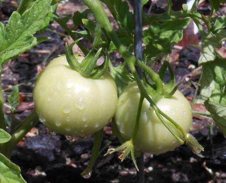Two of my three tomato plants have tomatoes!  Here's one.