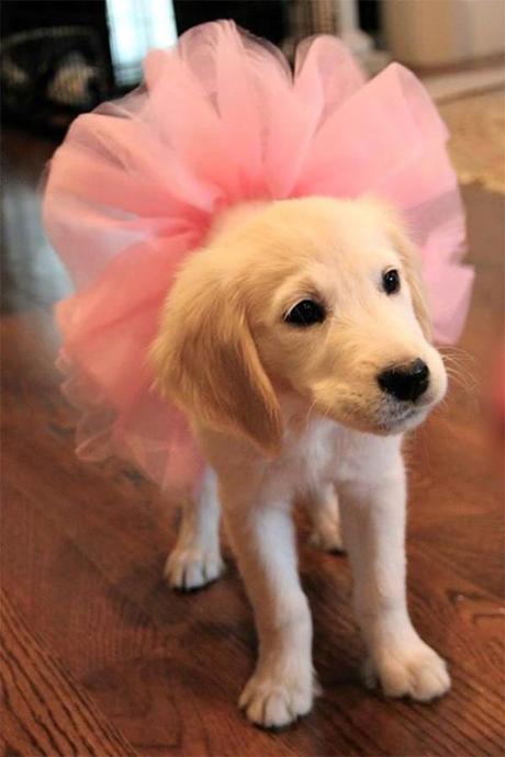 Puppy Ballerina