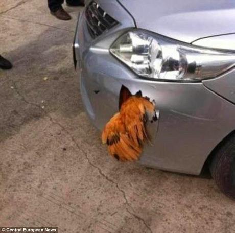 chicken survives hit @ 70mph ... causes damage to bumper