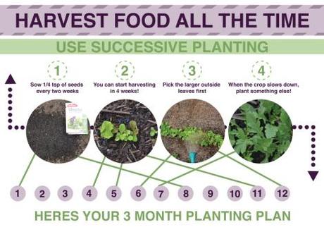 MPBY Successive planting infographic