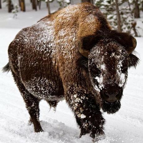 YELLOWSTONE IN WINTER: Part 1, Guest Post by Owen Floody