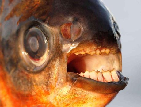 The Pacu Fish