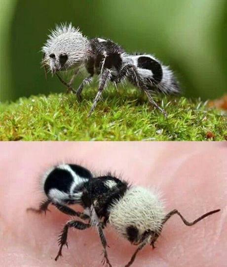The Panda Ant