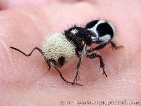 The Panda Ant