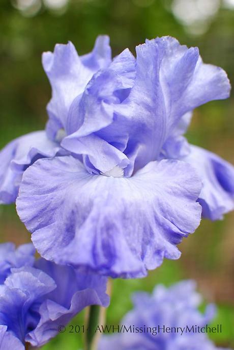 Iris germanica 'No Count Blues'