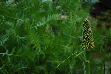 The flower structures of Kniphofia look like bottle brushes or Christmas trees.