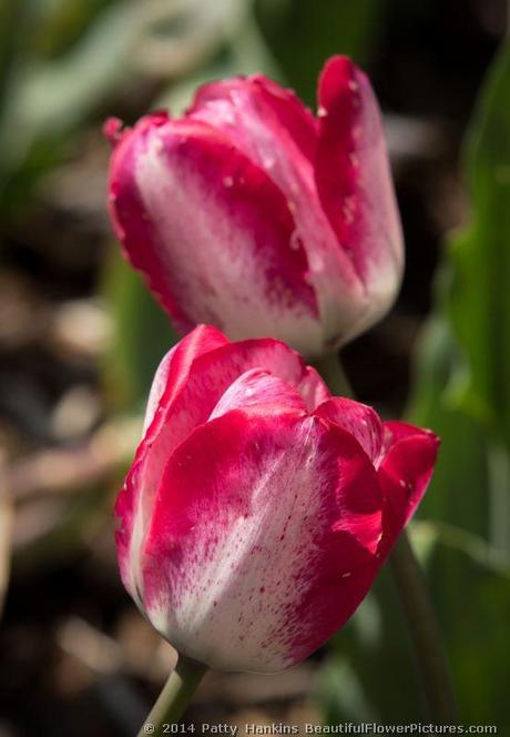 Shirley Tulips © 2014 Patty Hankins