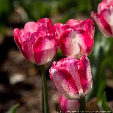 Shirley Tulips © 2014 Patty Hankins