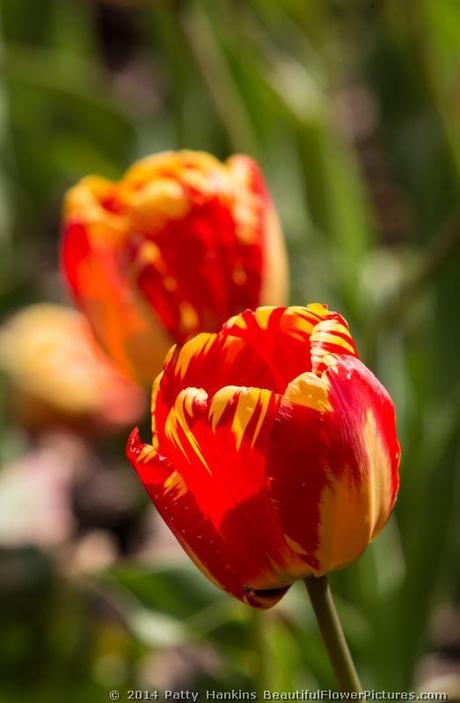 Banja Luka Tulips © 2014 Patty Hankins