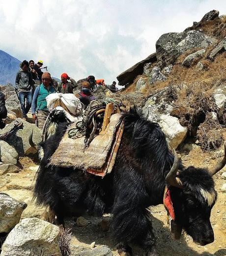Porters and yak carrying goods to villages along the way to Base Camp.