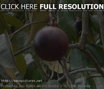 Star Apple Chrysophyllum cainito
