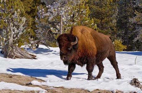 YELLOWSTONE IN WINTER: Part 2, Guest Post by Owen Floody