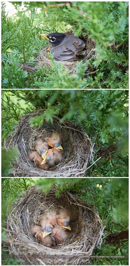 Birdie's Nest outside my slider via Cropped Stories