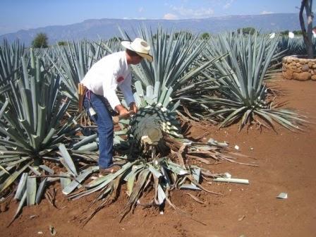 The Manny Diaries, Part Ten: Tequila Farming!