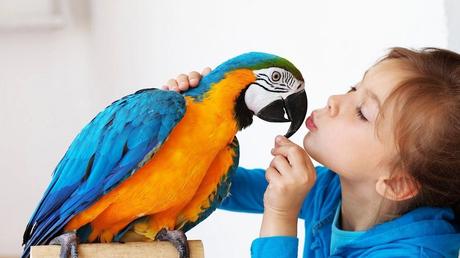 Top 5 benefits of getting a pet bird Top 5 benefits of getting a pet bird