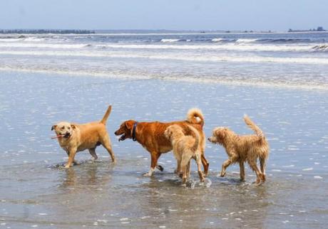 puppies_beach_shelburne_nova_scotia